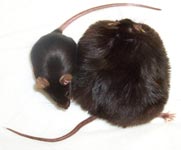 Mysz zdrowa oraz otyła mysz chora na cukrzycę